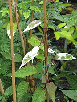 Actinidia tetramera maloides - Flickr - peganum.jpg