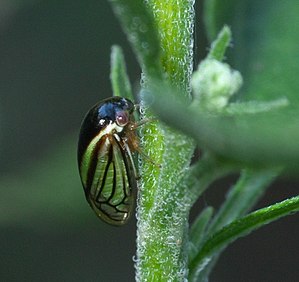 Acutalis tartarea