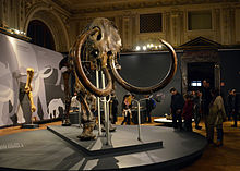Squelette de mammouth vu de face dans une salle d'un musée.