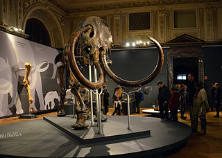 <span class="mw-page-title-main">Adams mammoth</span> Wooly mammoth carcass