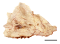 Ilustración del maxilar fósil holotipo de Adelolophus hutchisoni.