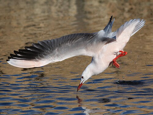 Slender-billed Gull at Salina Nature Reserve Photograph: Aron Tanti