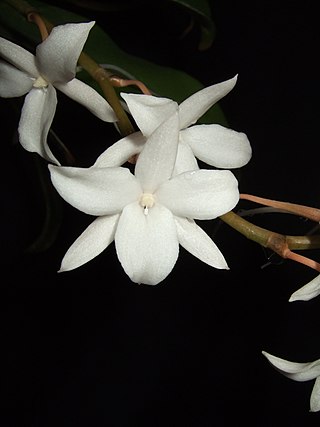 <i>Aerangis modesta</i> Species of orchid