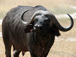 African Bull.jpg