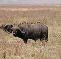 Afrikanischer Büffel (Syncerus caffer) oder Kaffernbüffel