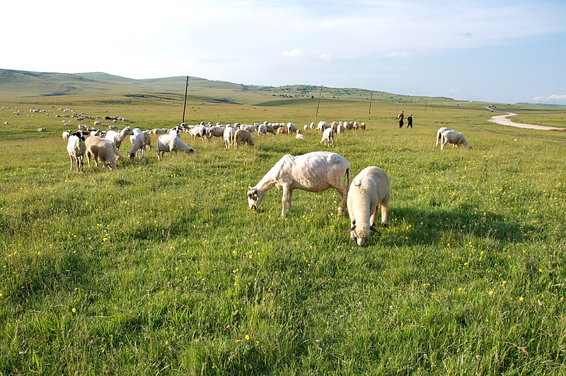 File:Afternoon landscape with sheep and shepherds at the Pester Plateau in Serbia.jpg