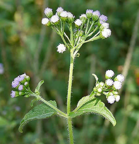Ageratum conizoides in Narshapur forest, AP W IMG 0805.jpg