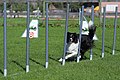 Agility - Slalom 7a.jpg