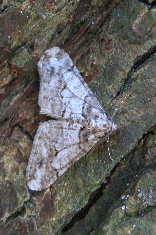 <i>Agriopis leucophaearia</i> Species of moth
