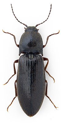 Agriotes pilosellus