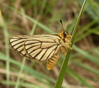 <i>Alaena</i> Butterfly genus in family Lycaenidae