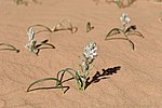 Vignette pour Albuca amoena