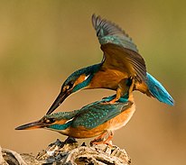 Common kingfishers mating Alcedo atthis 1 (Bohus Cicel).jpg