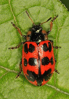 <i>Chrysomela interrupta</i> species of insect