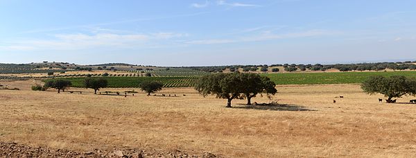 Typical landscape of Alentejo. The trees in the foreground are cork oaks (Quercus suber), together with the remains of a cut wheat field. The second a