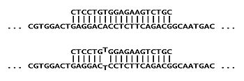Binding of the "S" ASO probe to "S" DNA (top) or "A" DNA (bottom). Allele-specific oligonucleotide (sample).jpg
