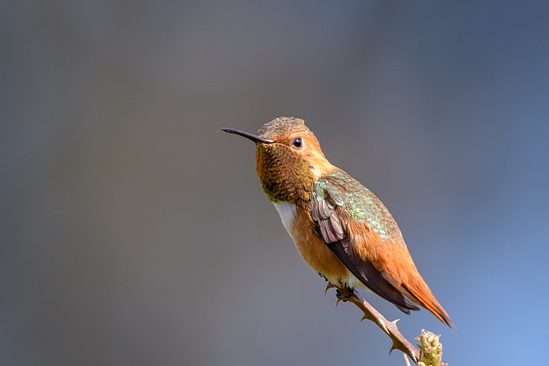 File:Allen's Hummingbird (26724580157).jpg