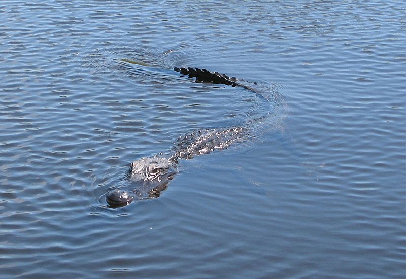 File:Alligator Everglades.jpg