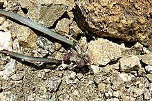 Allium burlewii, mt. San-Antonio, 2017.05.28 (01) (35477723145) .jpg