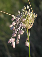 Allium paniculatum (inflorescence) 2.jpg