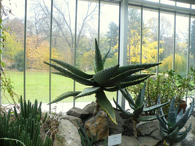 File:Aloe ferox (19).jpg