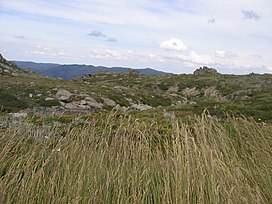 Alpine vegetasi di Kosciuszko National Park.jpg