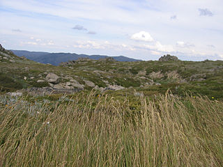 Australian Alps montane grasslands