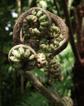 <i>Alsophila firma</i> Species of tree fern