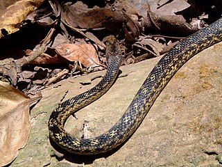 <i>Alsophis manselli</i> Species of snake