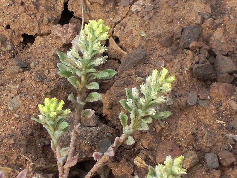 File:Alyssum alyssoides inflorescence (25).jpg