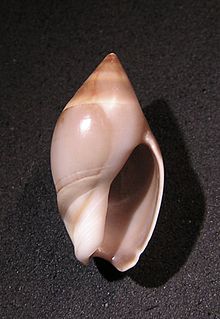 <i>Amalda depressa</i> species of mollusc