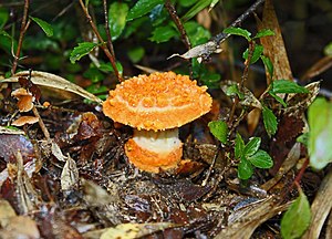 Amanita gayana (Mont.) Sacc 884933 crop.jpg