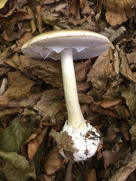 File:Amanita phalloides 96065297.jpg