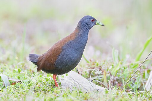 Amaurornis bicolor - Doi Inthanon