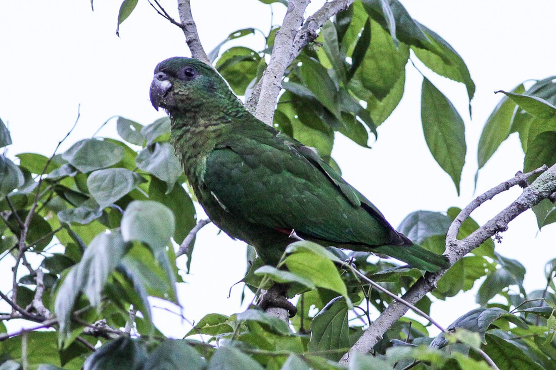 Amazona agilis