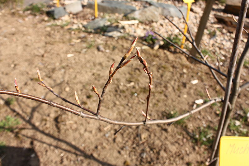 File:Amelanchier lamarckii 6871.JPG