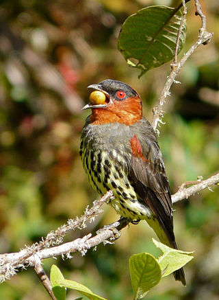 <span class="mw-page-title-main">Chestnut-crested cotinga</span> Species of bird