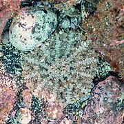 Anémona de anillo (Actinostella flosculifera), franja marina Teno-Rasca, Tenerife, España, 2022-01-09, DD 57.jpg