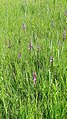 Anacamptis palustris Germany - Ichenheim