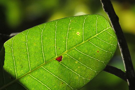 Anacardium occidentale leaf veins