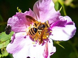 <i>Andrena auricoma</i> Species of bee