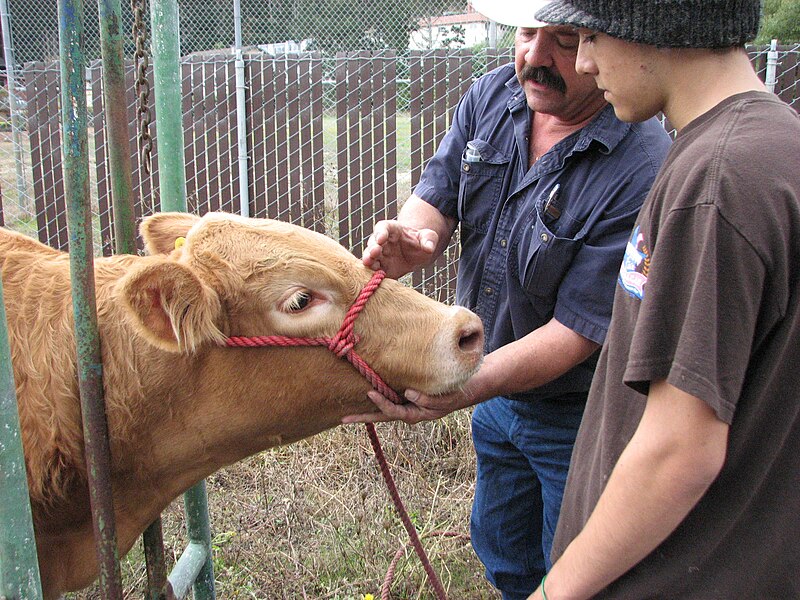 File:Andrew gets his steer.jpg