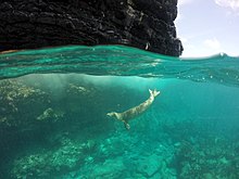 Hawaiian monk seal swimming above a coral reef Anim2605 (34712516486).jpg