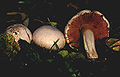 Anischampignon.jpg