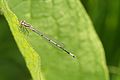 Coenagrion puella ?