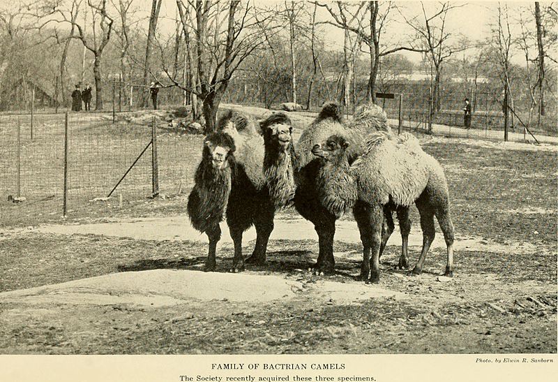 File:Annual report - New York Zoological Society (1918) (18245276139).jpg