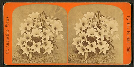 Fail:Annuciation lily, from Robert N. Dennis collection of stereoscopic views.jpg