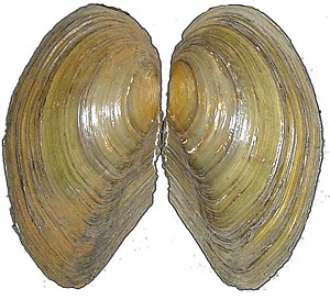 Grote vijverschelp (Anodonta cygnea)