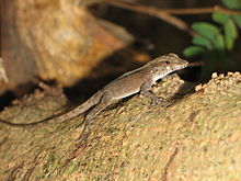 Anolis cooki.jpg