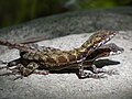 Miniatura para Anolis lionotus